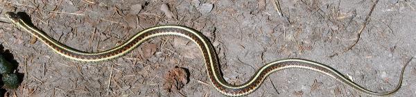 Photo of Thamnophis sirtalis by <a href="http://www.natureniche.ca">Gordon Neish</a>